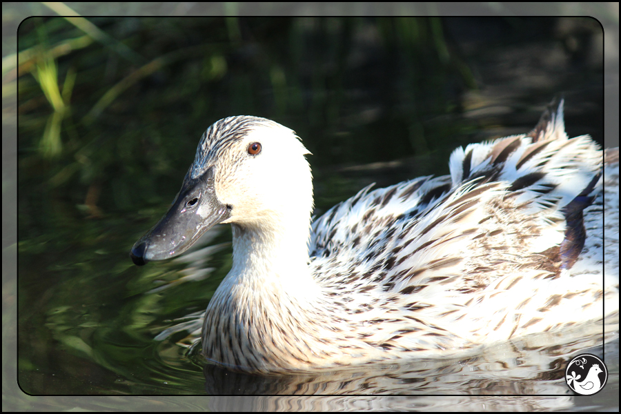 Ridgetop Farm and Garden | July 2014 Update