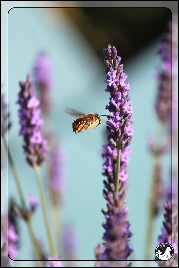 Ridgetop Farm and Garden | July 2014 Update