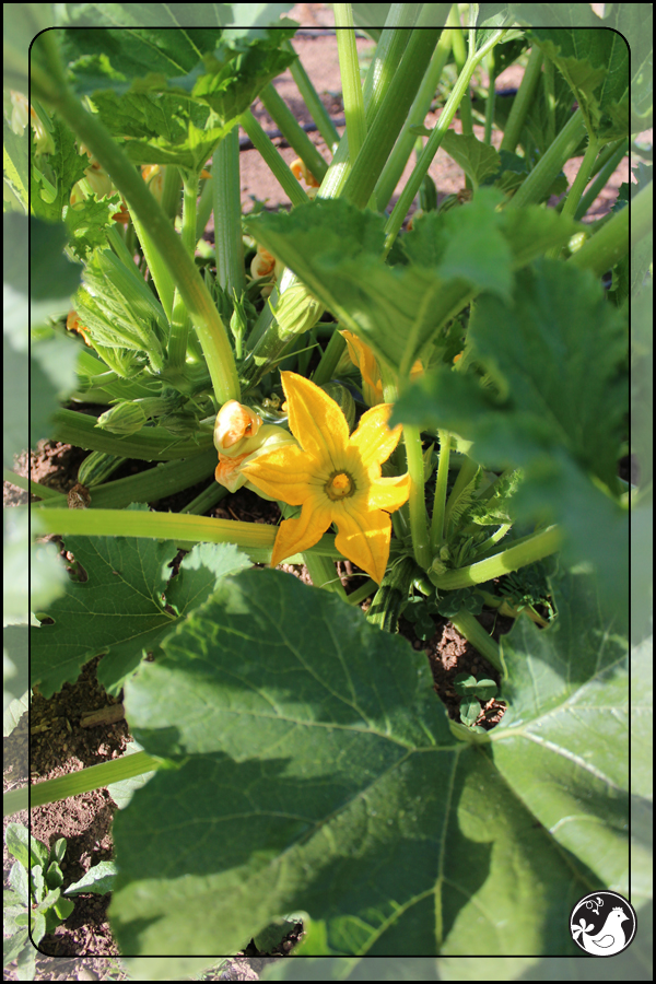 Ridgetop Farm and Garden | July 2014 Update