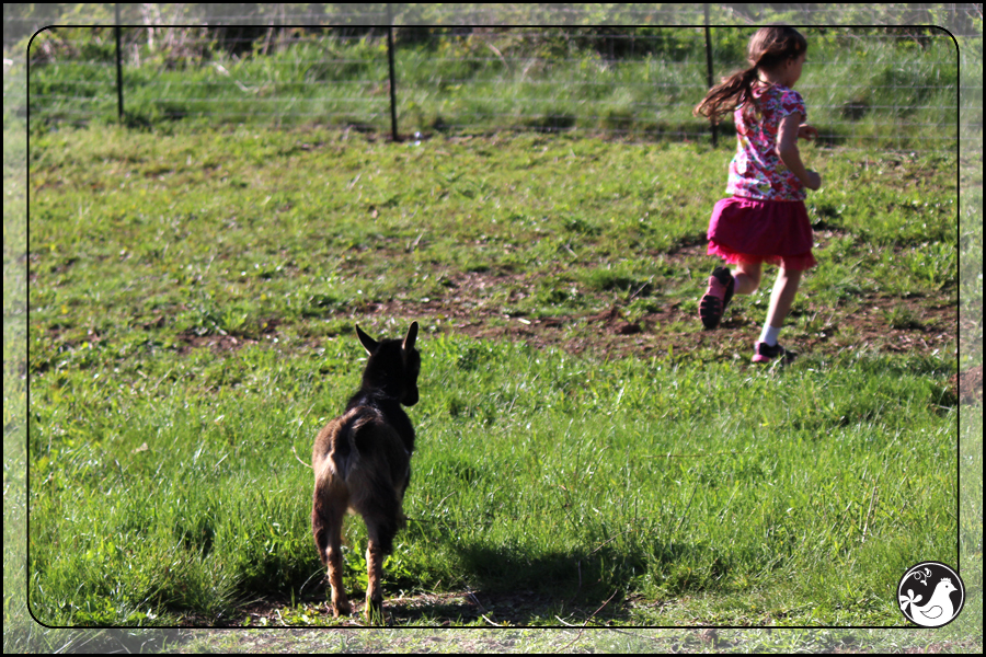 Ridgetop Farm and Garden | May 2014 Update