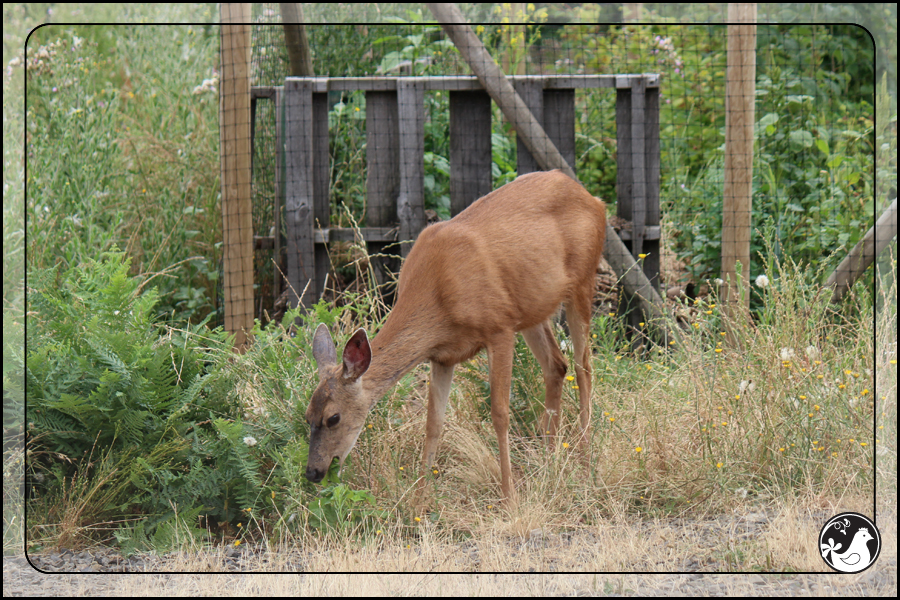 Ridgetop Farm and Garden | July 2014 Update