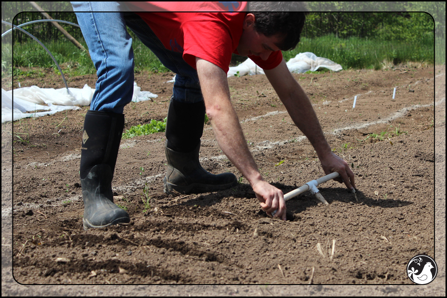 Ridgetop Farm and Garden | May 2014 Update