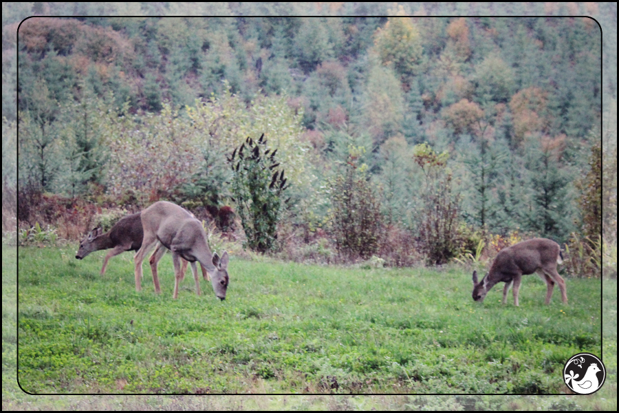 Ridgetop Farm and Garden | October 2014 Update