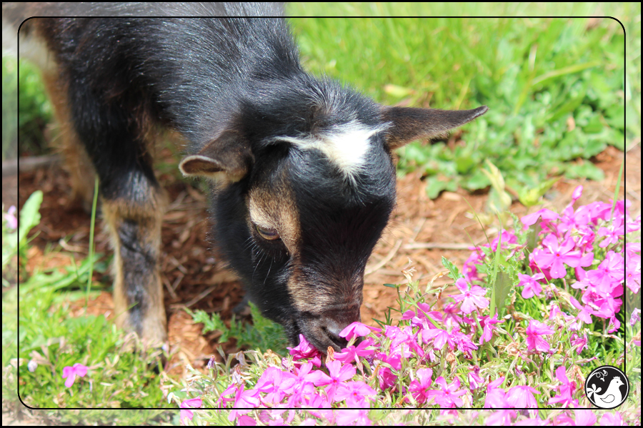 Ridgetop Farm and Garden | May 2014 Update