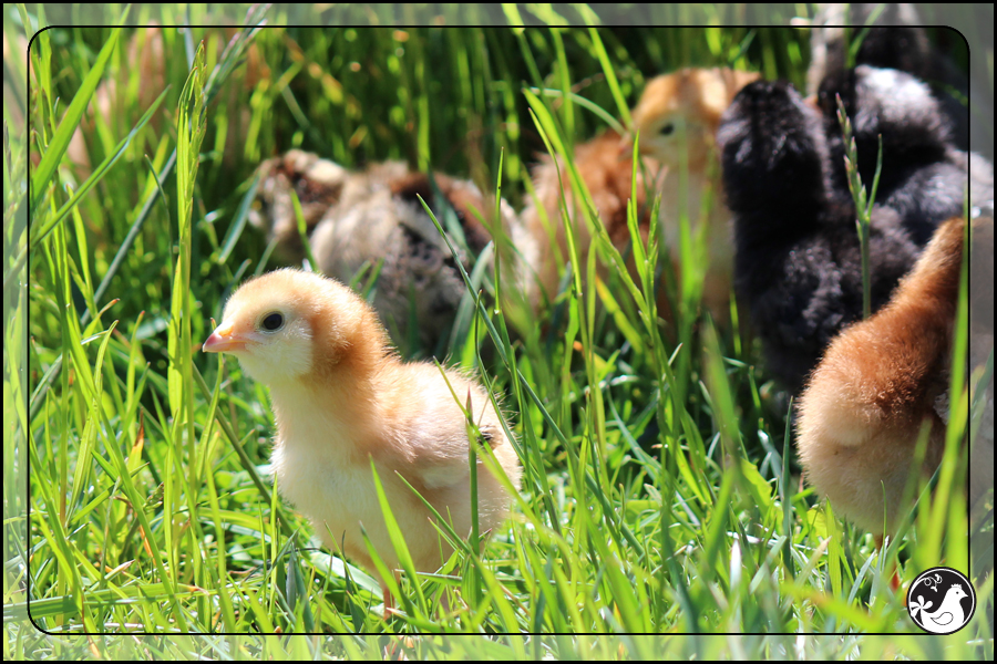 Ridgetop Farm and Garden | May 2014 Update