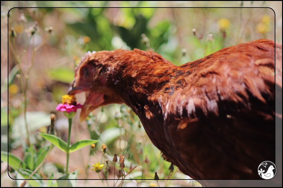 Ridgetop Farm and Garden | August 2014