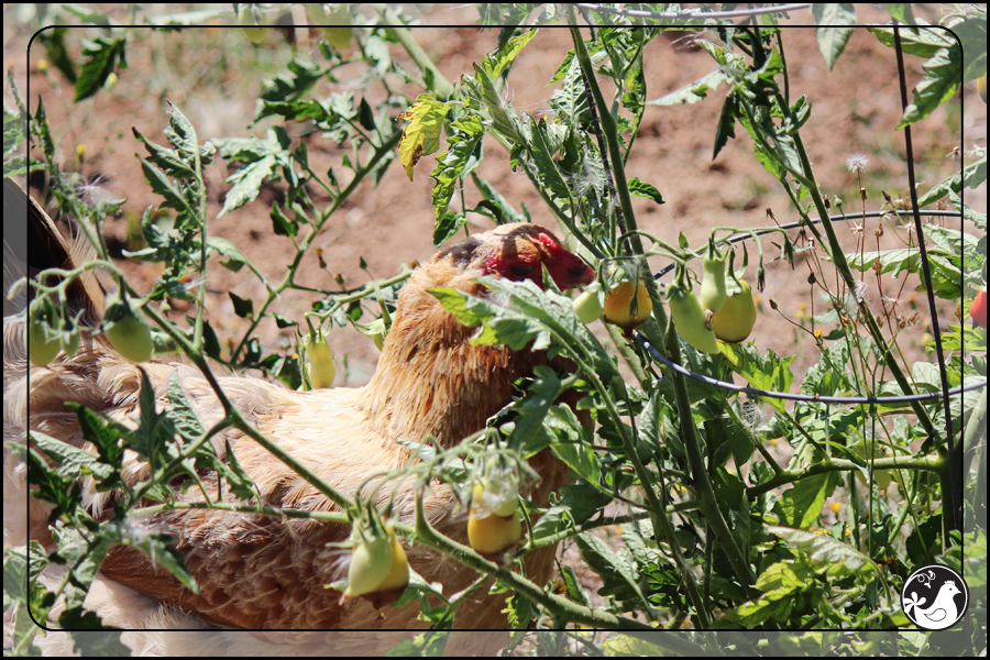 Ridgetop Farm and Garden | August 2014