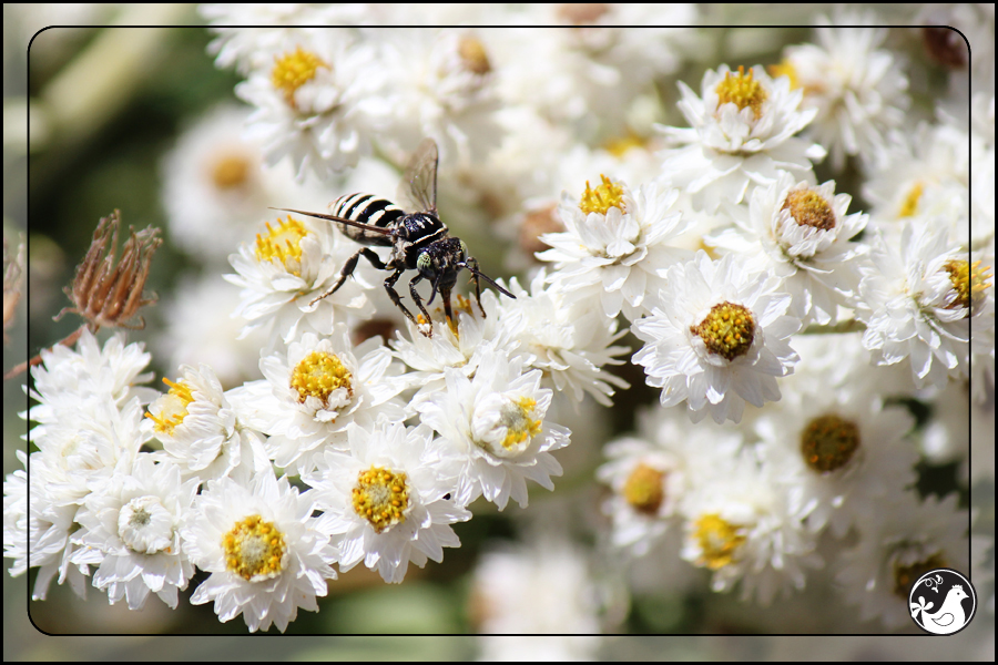 Ridgetop Farm and Garden | August 2014