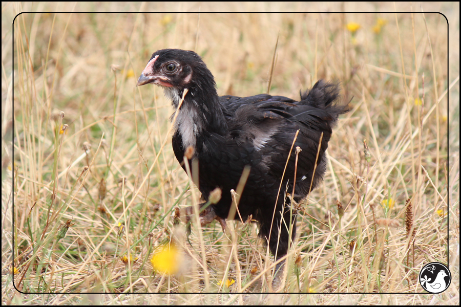 Ridgetop Farm and Garden | August 2014