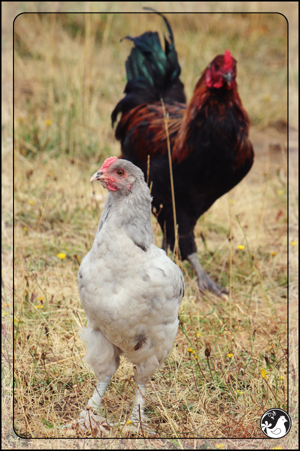 Ridgetop Farm and Garden | August 2014