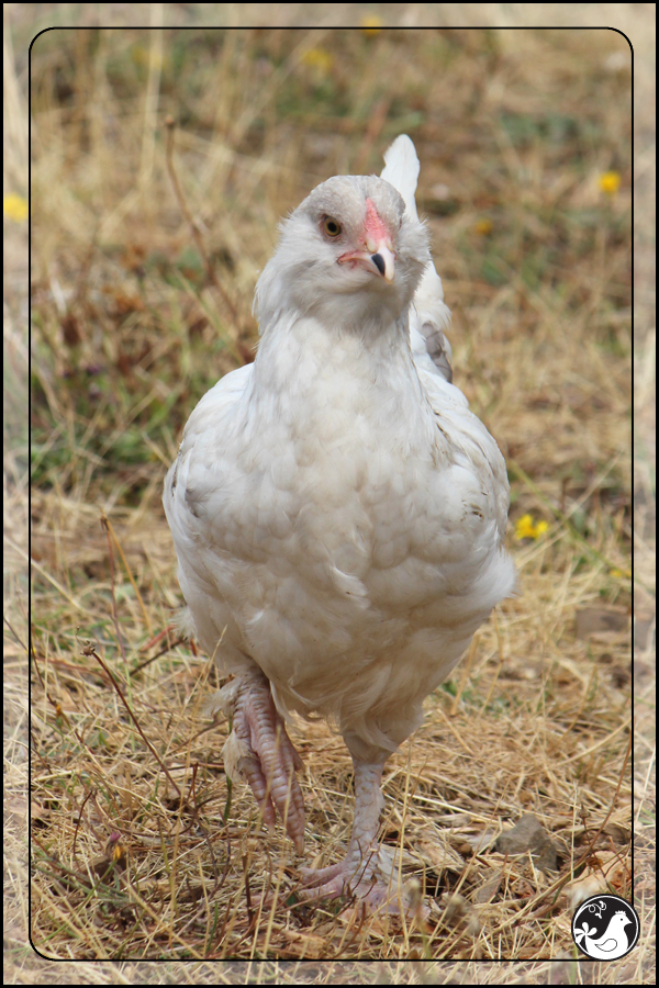 Ridgetop Farm and Garden | August 2014