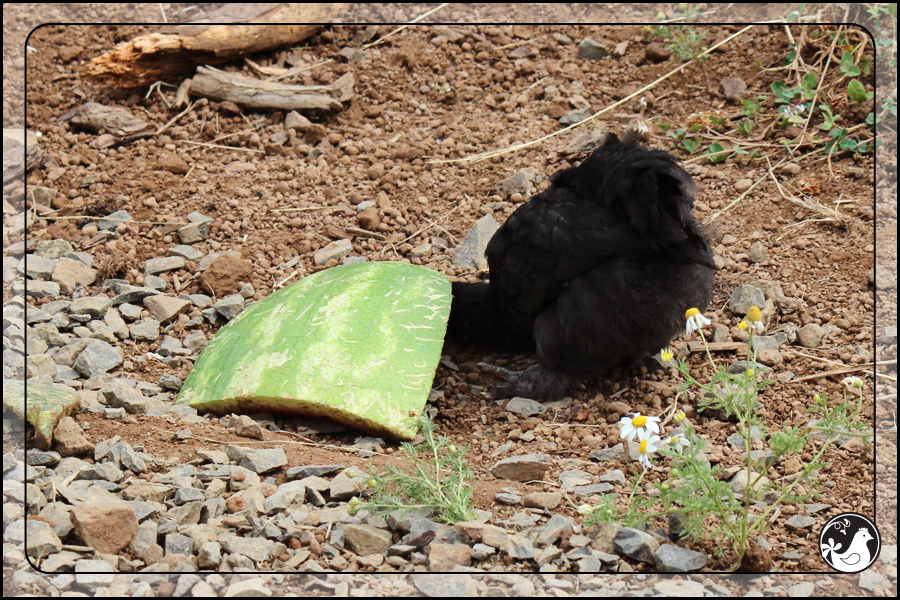 Ridgetop Farm and Garden | August 2014