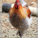 Around the Farm and Garden – August 2014