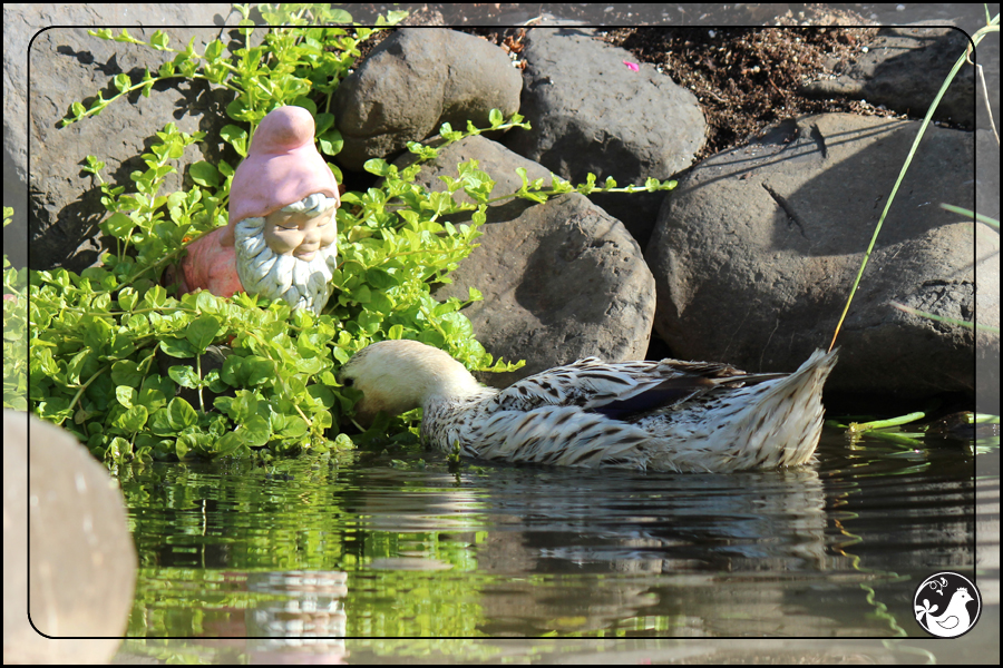 Ridgetop Farm and Garden | May 2014 Update