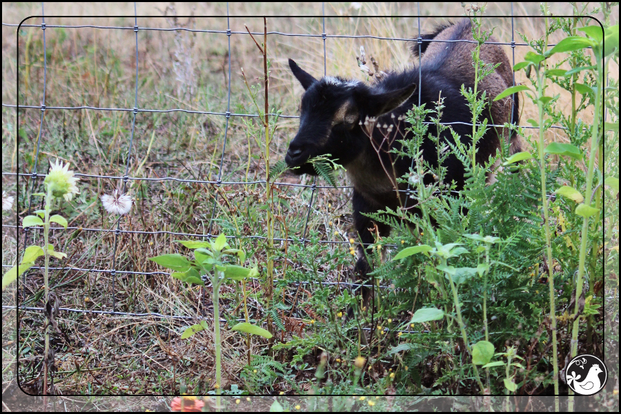 Ridgetop Farm and Garden | August 2014