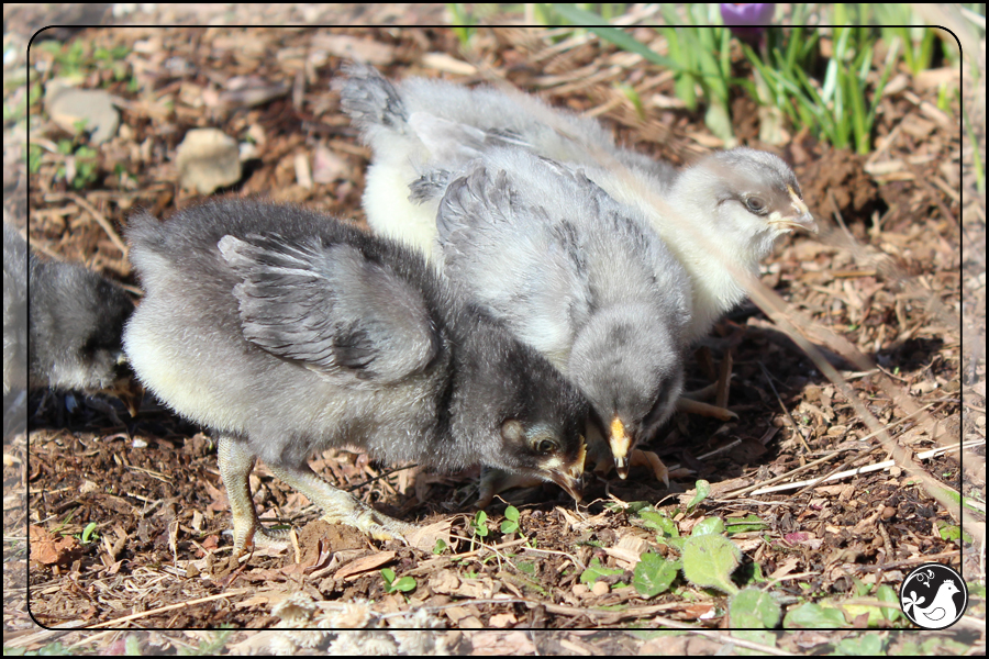 Ridgetop Farm and Garden | February 2014 Update