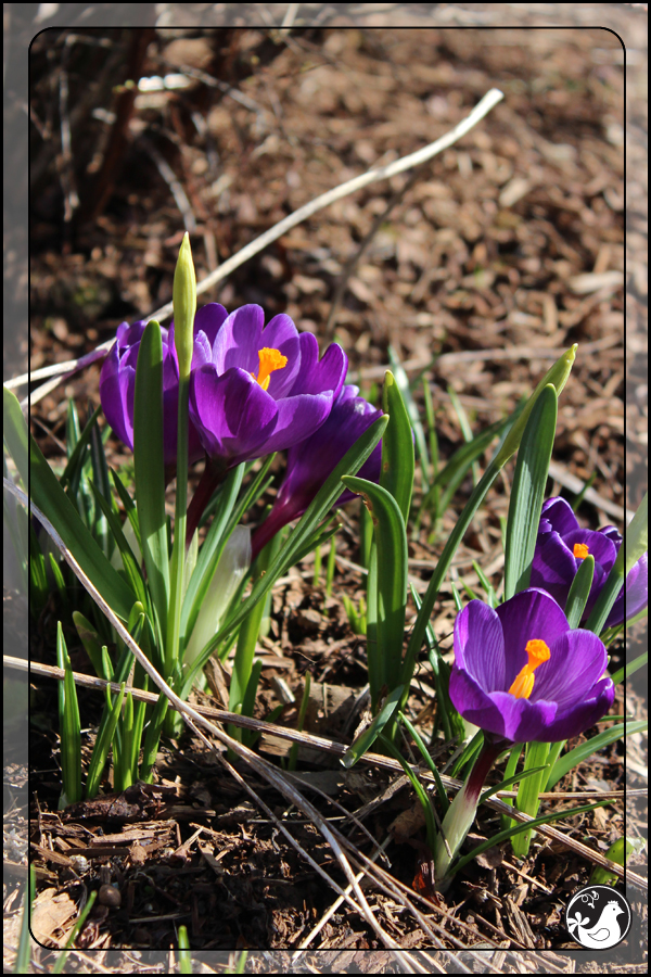 Ridgetop Farm and Garden | February 2014 Update