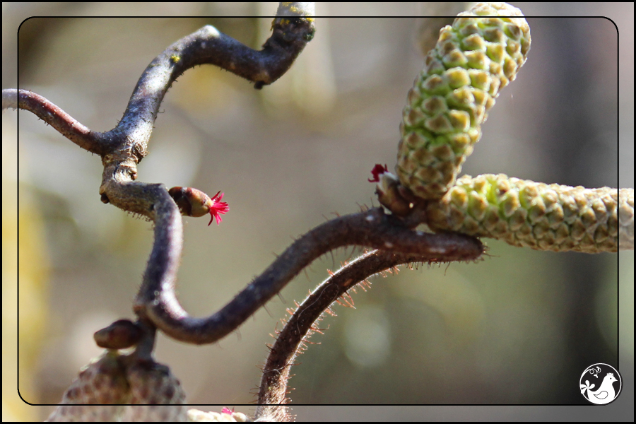 Ridgetop Farm and Garden | February 2014 Update