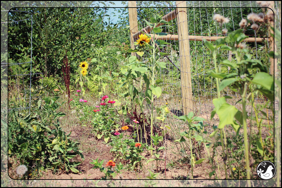 Ridgetop Farm and Garden | August 2014