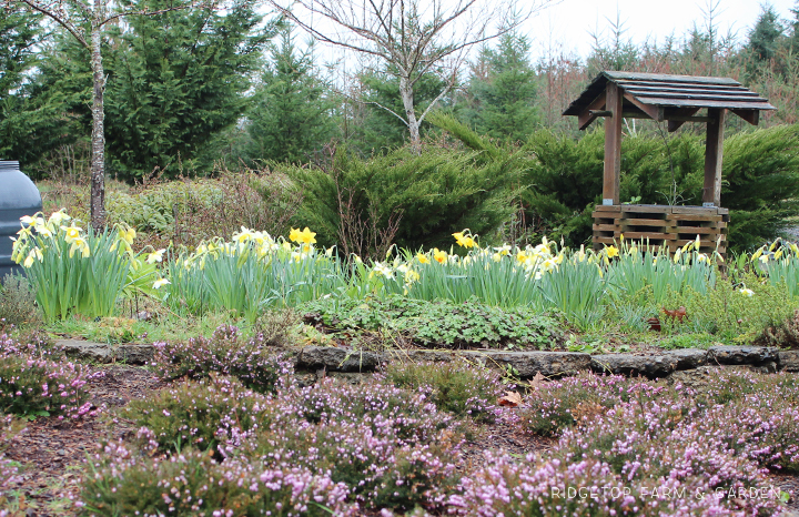 Ridgetop Farm and Garden | Bloom Day | March 2016