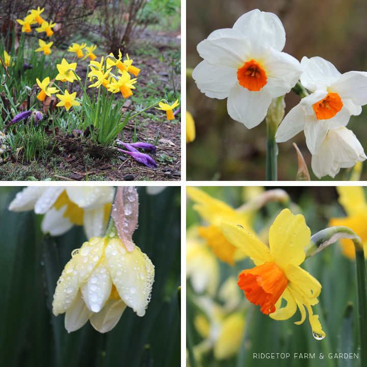 Ridgetop Farm and Garden | Bloom Day | March 2016