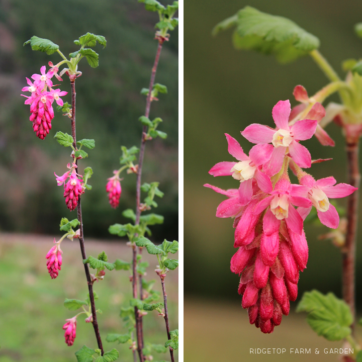 Ridgetop Farm and Garden | Bloom Day | March 2016