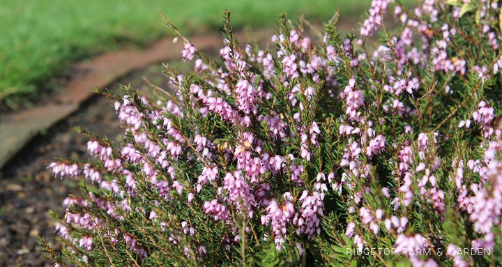 Ridgetop Farm and Garden | Bloom Day | March 2016