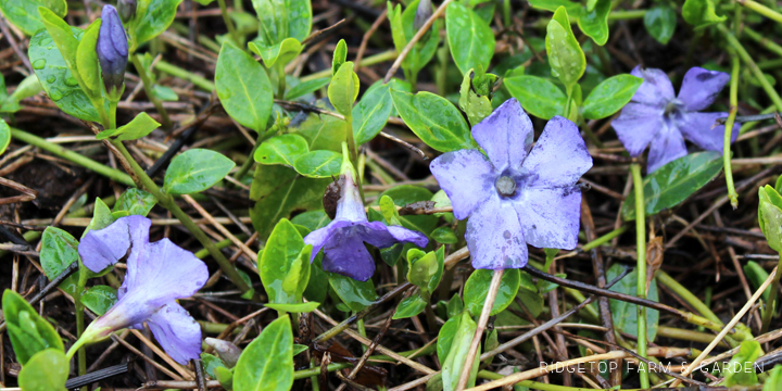 Ridgetop Farm and Garden | Bloom Day | March 2016