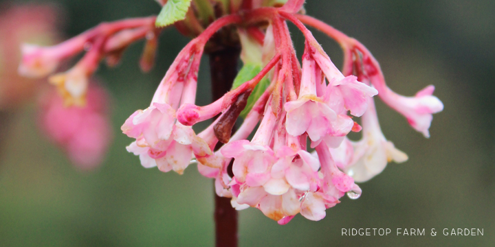 Ridgetop Farm and Garden | Bloom Day | March 2016