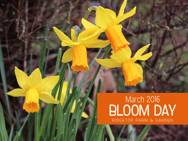 Ridgetop Farm and Garden | Bloom Day | March 2016