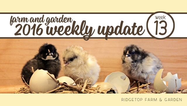 Ridgetop Farm and Garden | 2016 Update | Week 13