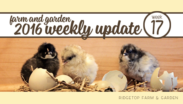 Ridgetop Farm and Garden | 2016 Update | Week 17