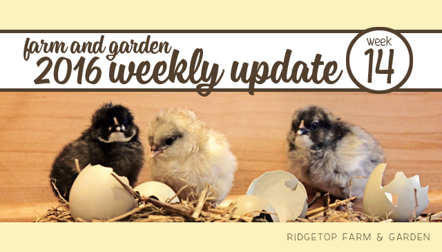 Ridgetop Farm and Garden | 2016 Update | Week 14