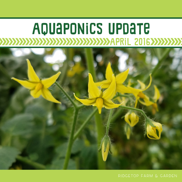 Ridgetop Farm and Garden | Aquaponics Update | April 2016