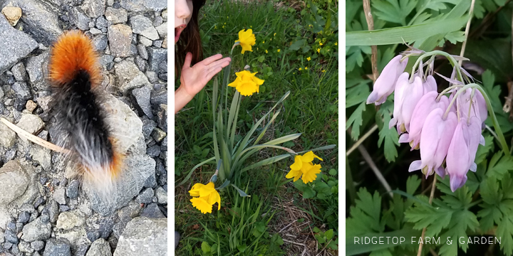 Ridgetop Farm and Garden | Bloom Day | April 2016