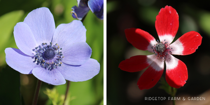 Ridgetop Farm and Garden | Bloom Day | April 2016