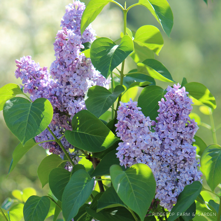 Ridgetop Farm and Garden | Bloom Day | April 2016