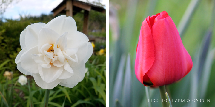 Ridgetop Farm and Garden | Bloom Day | April 2016