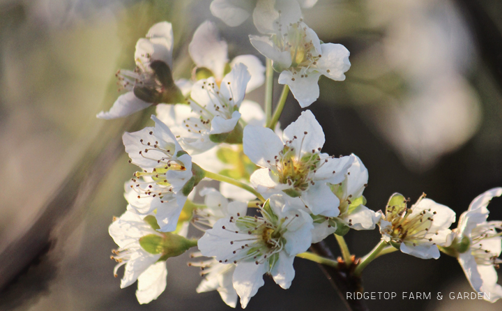 Ridgetop Farm and Garden | Bloom Day | April 2016