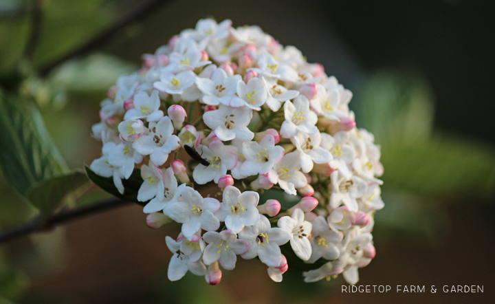 Ridgetop Farm and Garden | Bloom Day | April 2016