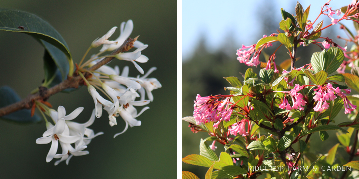 Ridgetop Farm and Garden | Bloom Day | April 2016