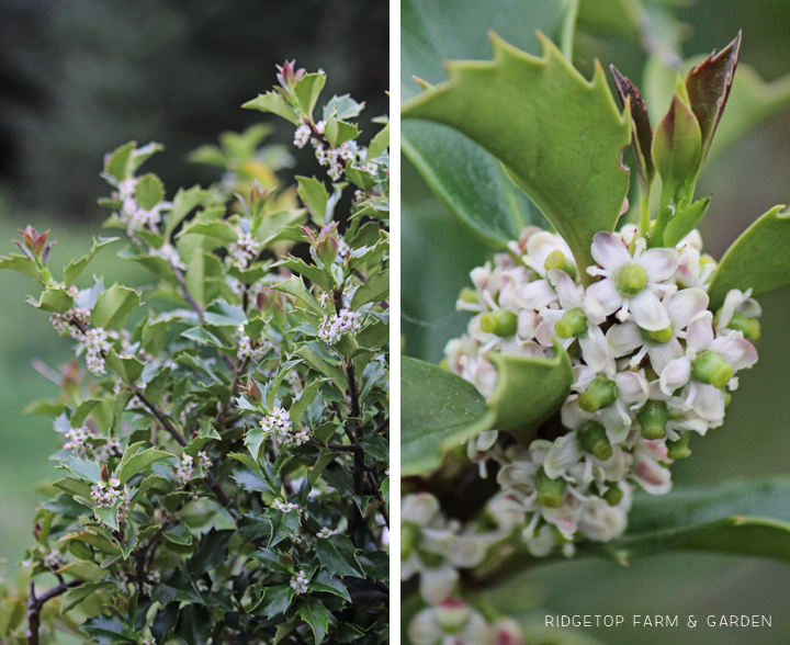 Ridgetop Farm and Garden | Bloom Day | April 2016