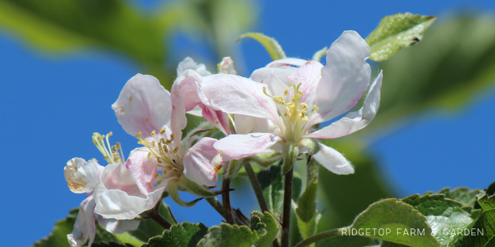 Ridgetop Farm and Garden | Bloom Day | April 2016