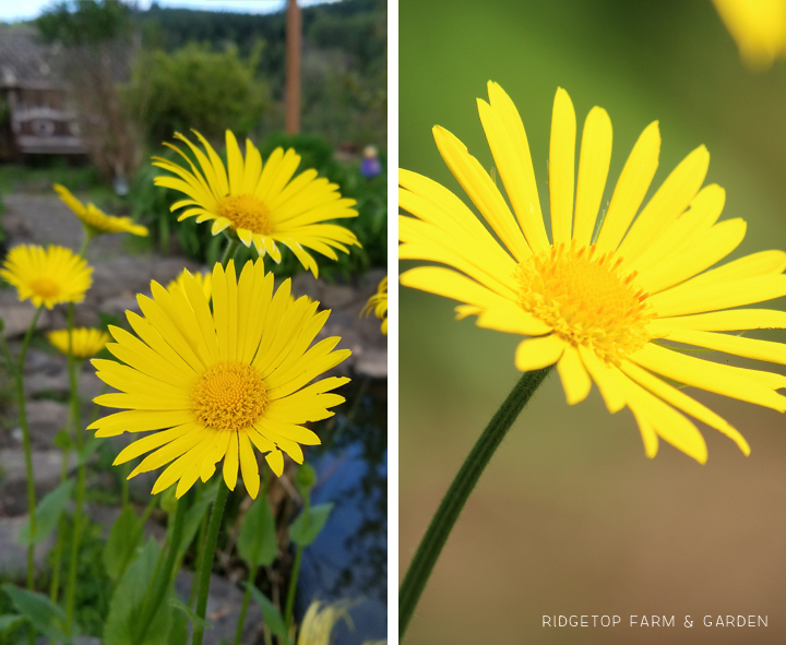 Ridgetop Farm and Garden | Bloom Day | April 2016