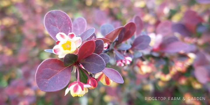 Ridgetop Farm and Garden | Bloom Day | April 2016