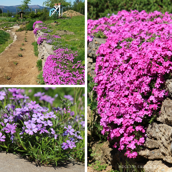 Ridgetop Farm and Garden | Bloom Day | April 2016