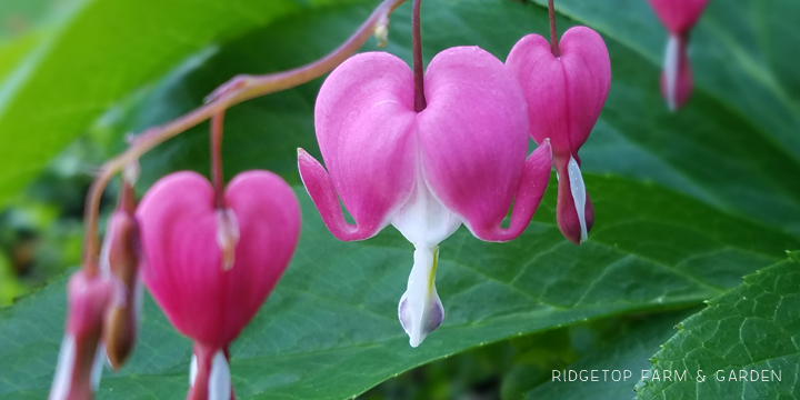 Ridgetop Farm and Garden | Bloom Day | April 2016