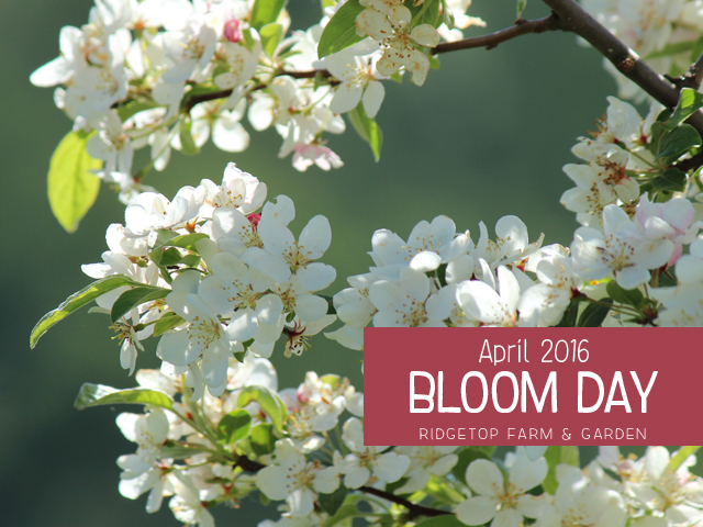 Ridgetop Farm and Garden | Bloom Day | April 2016