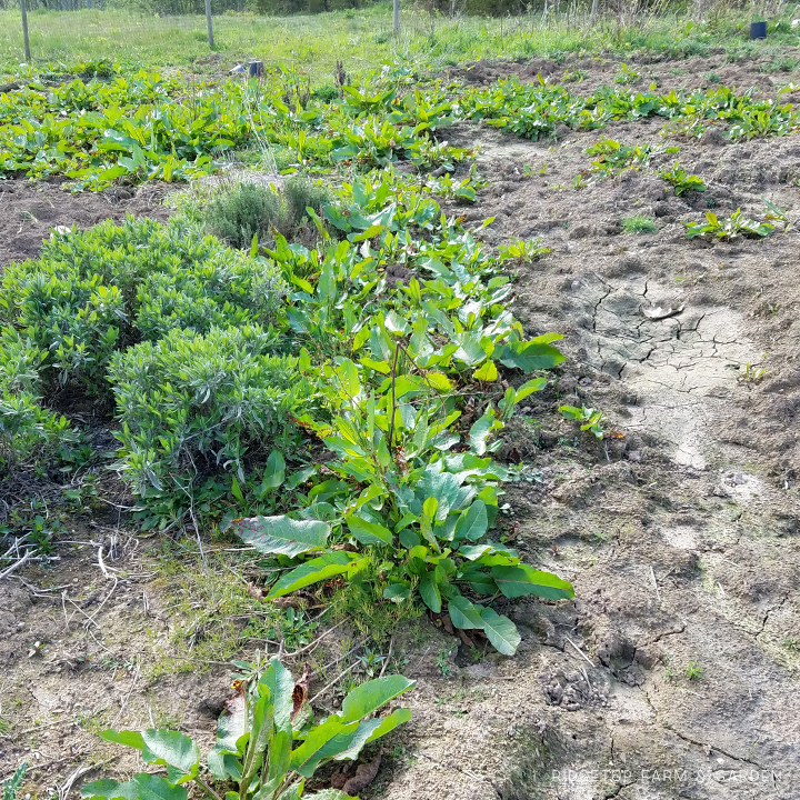 Ridgetop Farm and Garden | How Our Garden Grows | April 2016