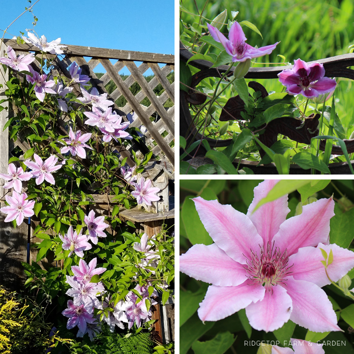 Ridgetop Farm and Garden | May 2016 Bloom Day